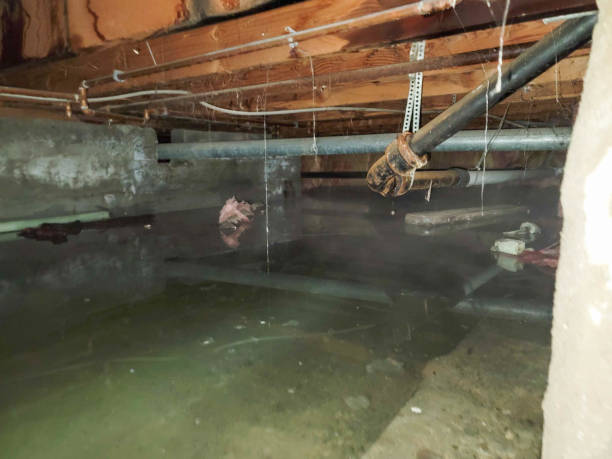 Best Sewage cleanup and water damage restoration  in Severn, MD